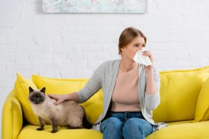 Young woman suffering from allergy snuffle near siamese cat